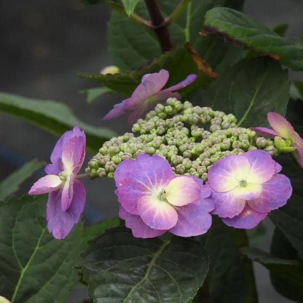 Blueberry Cheesecake Hydrangea Plants (Hydrangea Flair And Flavours)